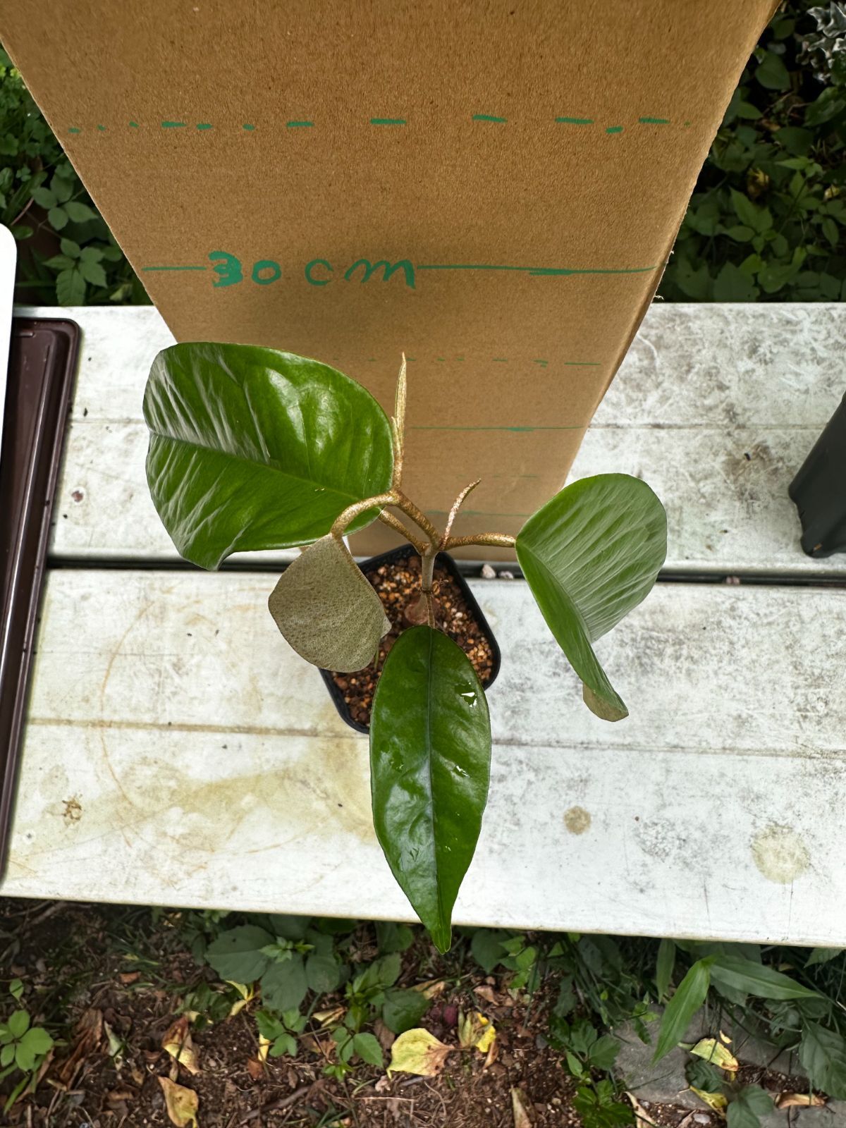 Durio kutejensis Lai ドリアン クテジェンシス 苗 【公式通販】