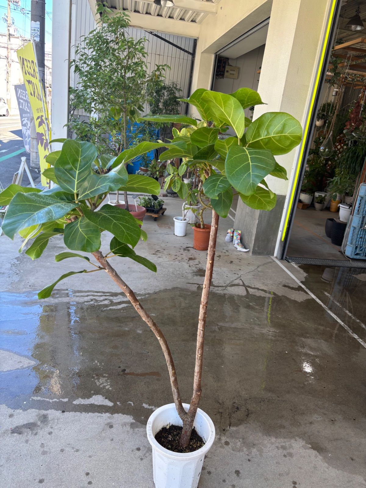 フィカス　アフリカンプリンス　太幹　お引取り限定　植物　インテリア フィカス アフリカンプリンス 太幹 お引取り限定 植物 インテリア