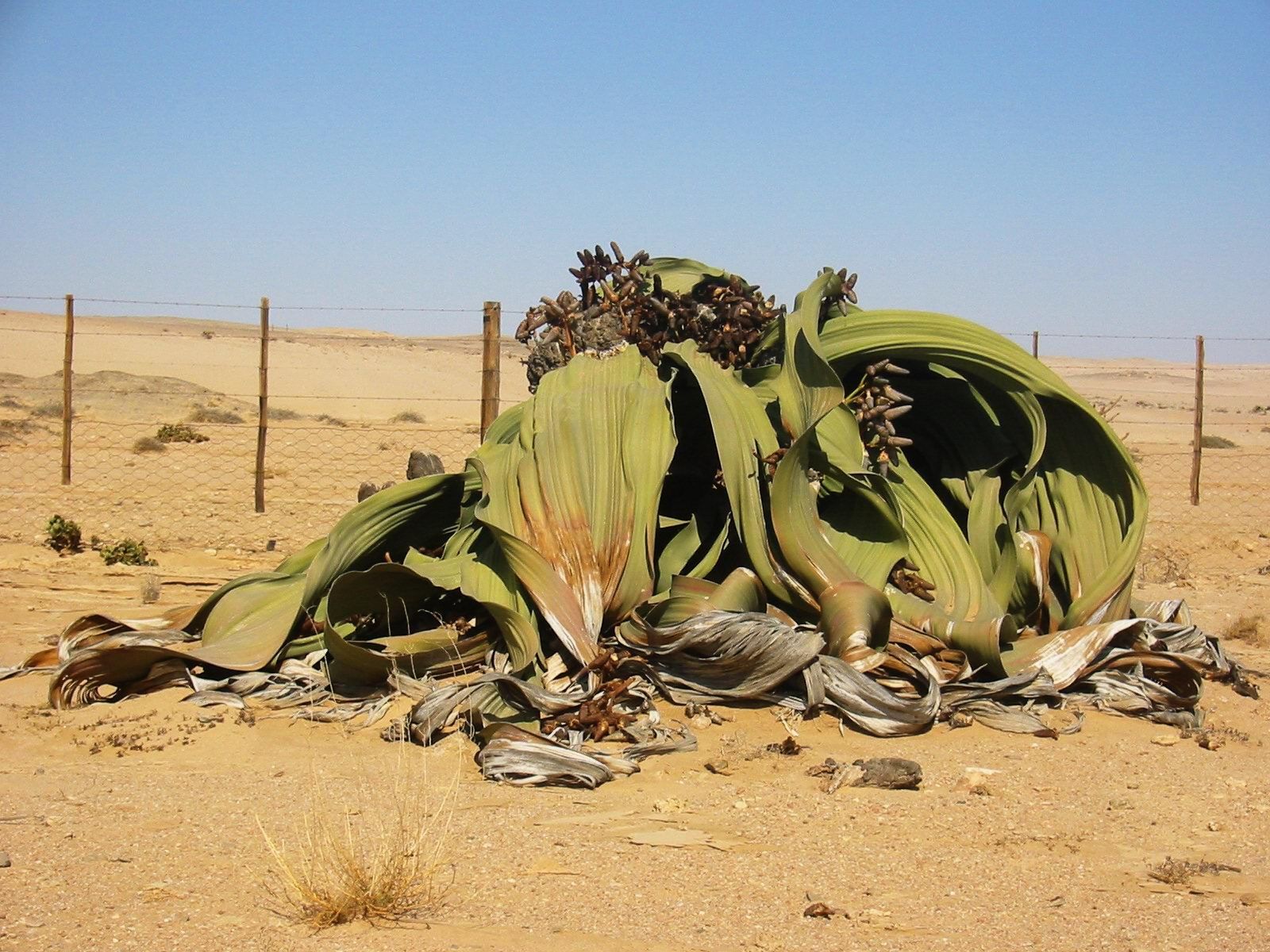 3124K 奇想天外 種 5粒 Welwitschia mirabilis - 植物/観葉植物