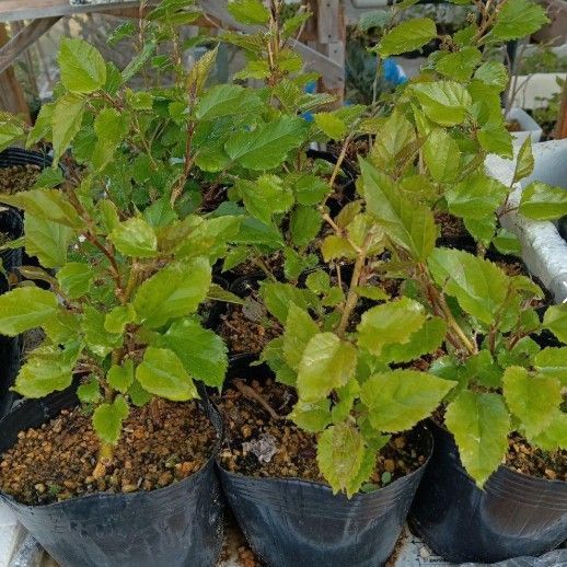 マルベリー（桑の実）の苗木 3本セット 大きさ（大） ／農薬不使用