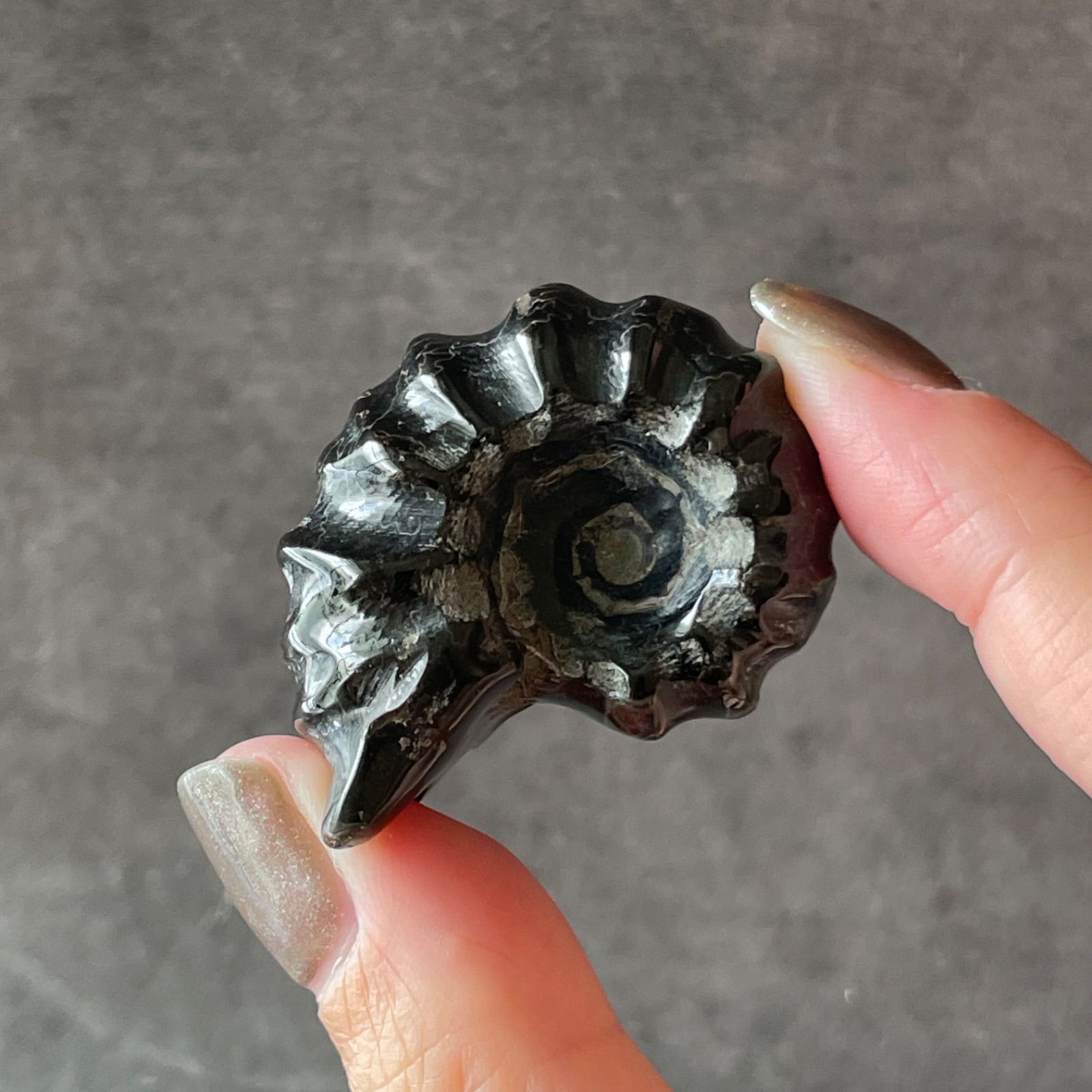 Ammonite アンモナイト|化石|天然石 パワーストーン 鉱物 gem