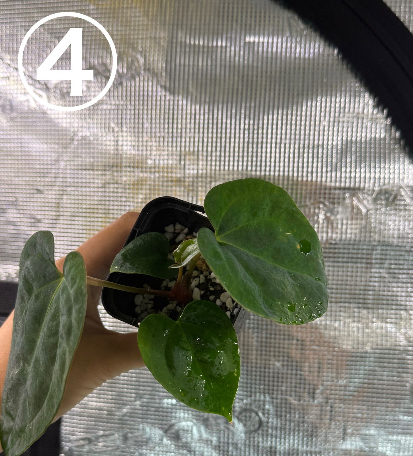 Anthuroom】Anthurium 'Ace of Spades' (df) x 'Blue