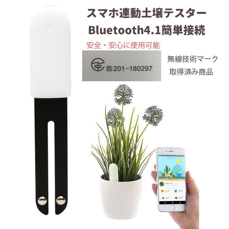 希少 清水白桃苗木 3年生