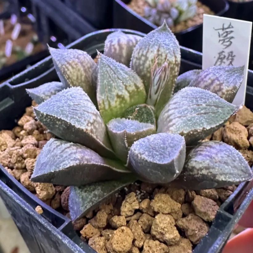 多肉植物ハオルチア☆夢殿 - メルカリ