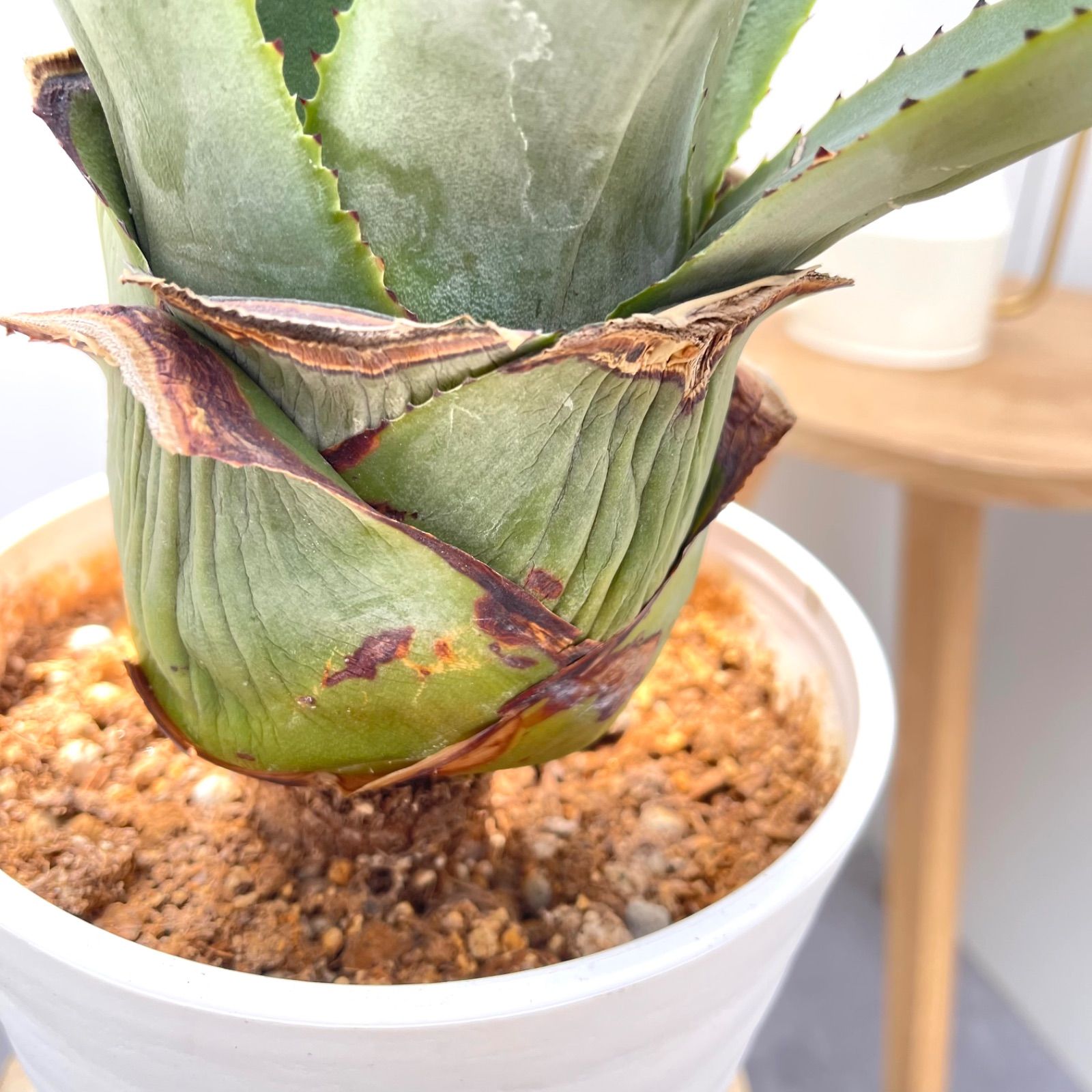 アガベ アメリカーナ【現品】観葉植物 ドライガーデン 大型 アガベ