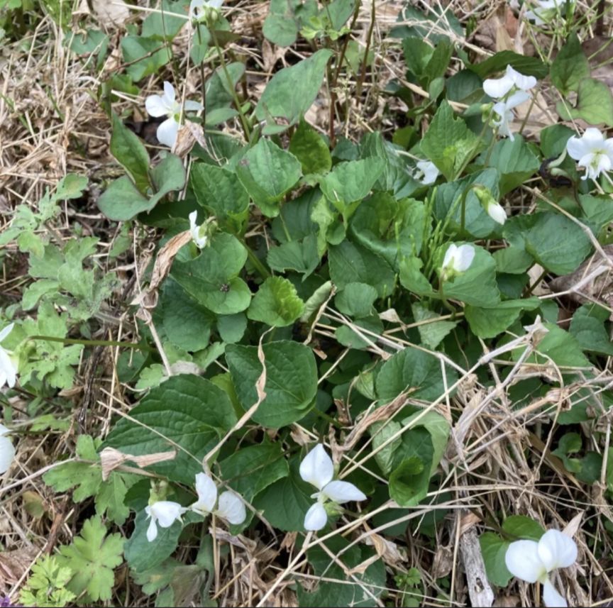 無農薬 多年草 植物5種類セット グランドカバー 観葉植物