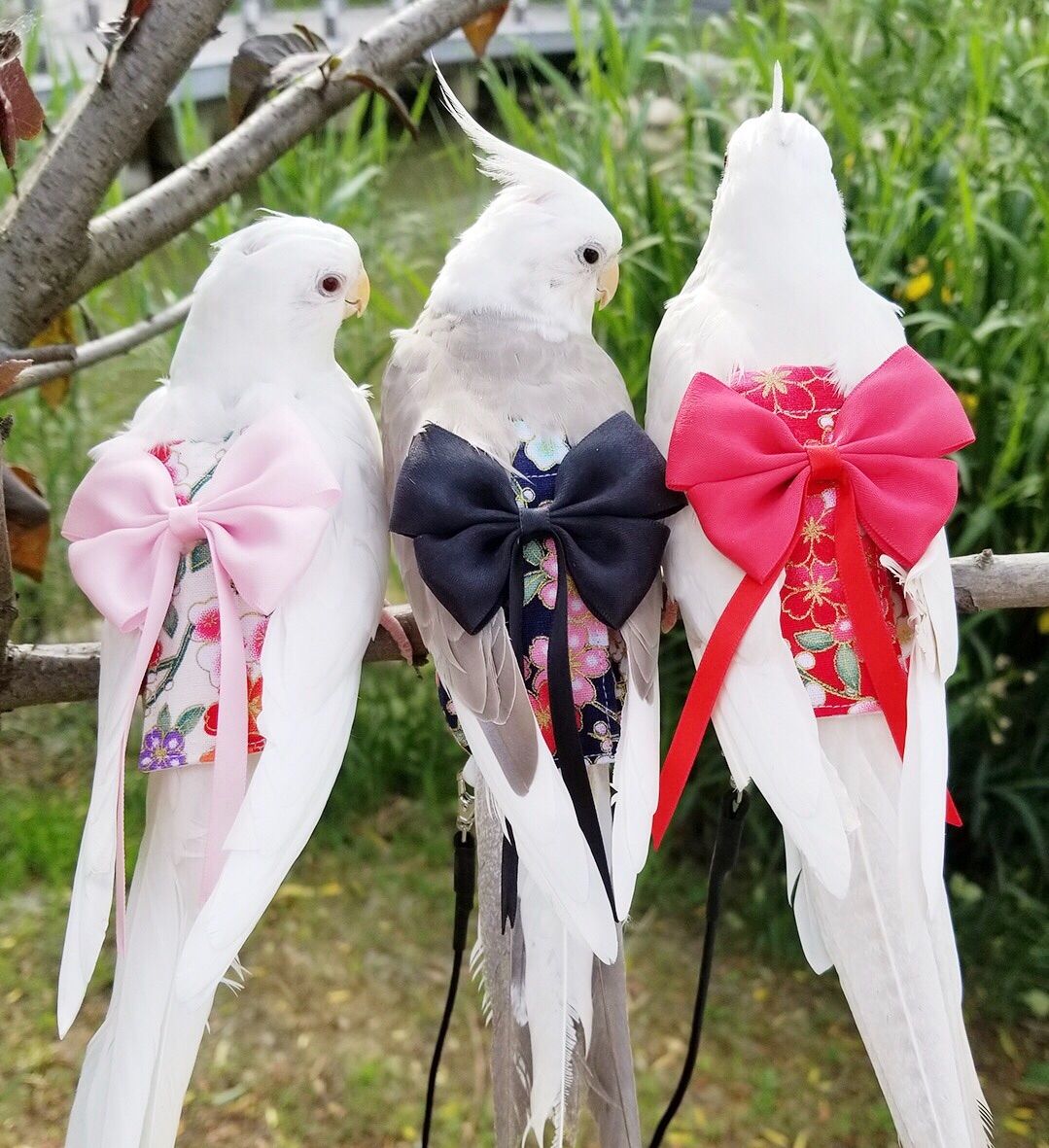 バードスーツ フライトスーツ バードオムツ Mサイズ - メルカリ