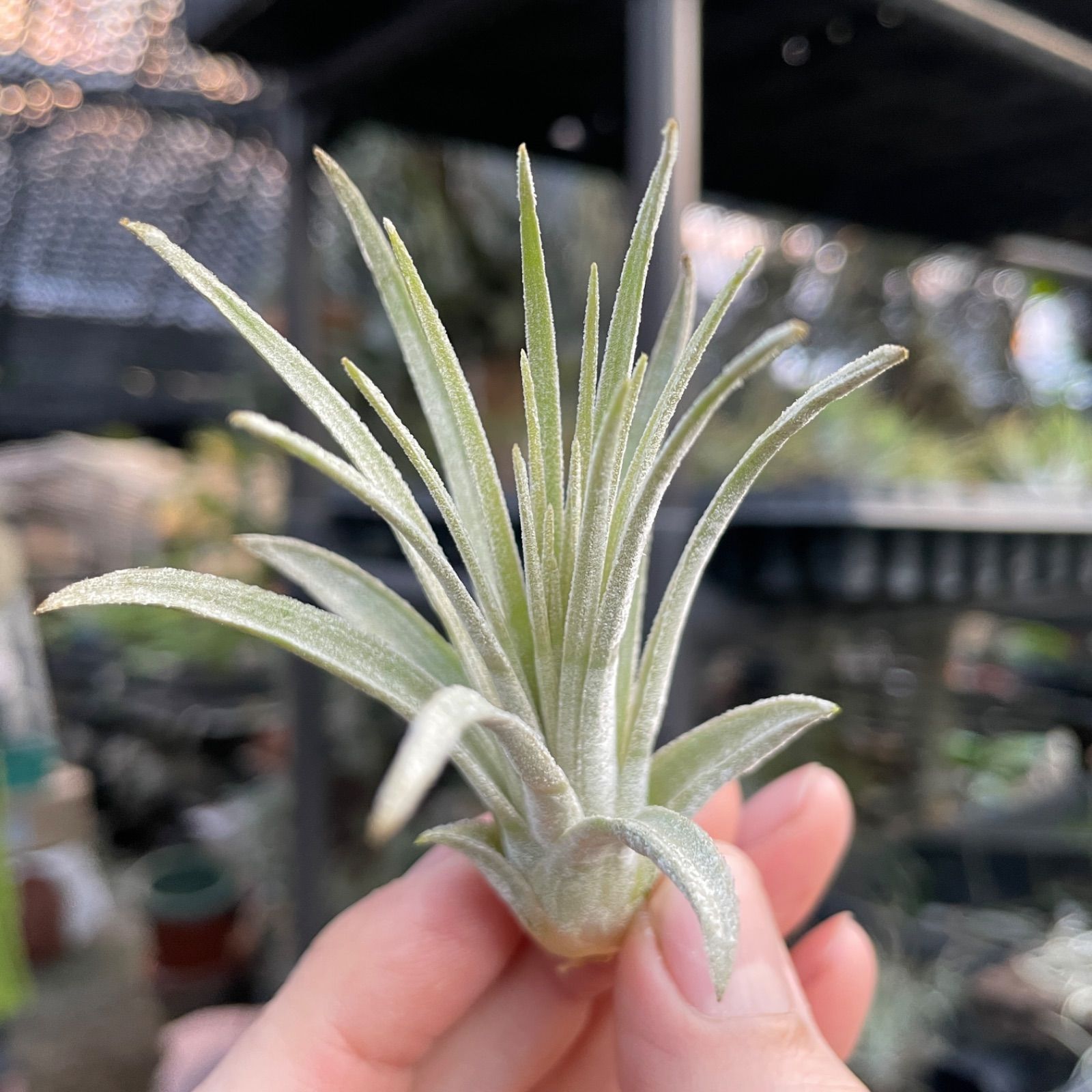 チランジア モーリアナ(モウリアナ) Tillandsia mauryana＊エア