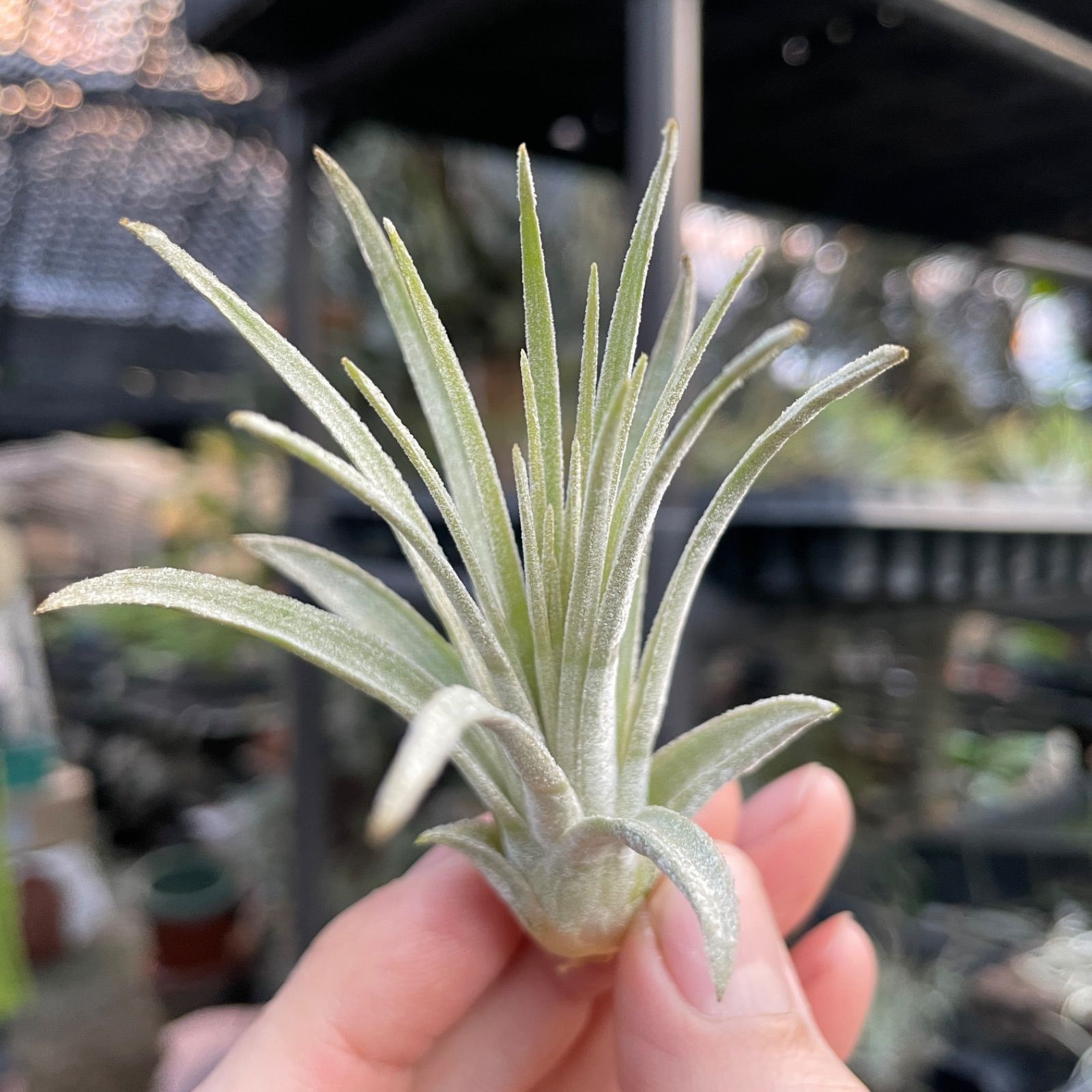 Tillandsia mauryana チランジア モーリアナ - 観葉植物