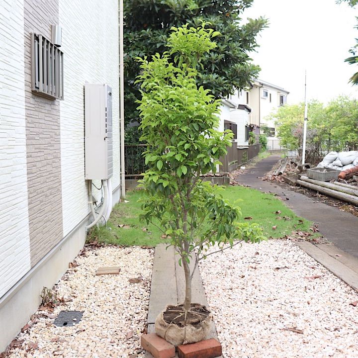 1本立ち】ソヨゴ 雌 - メルカリ