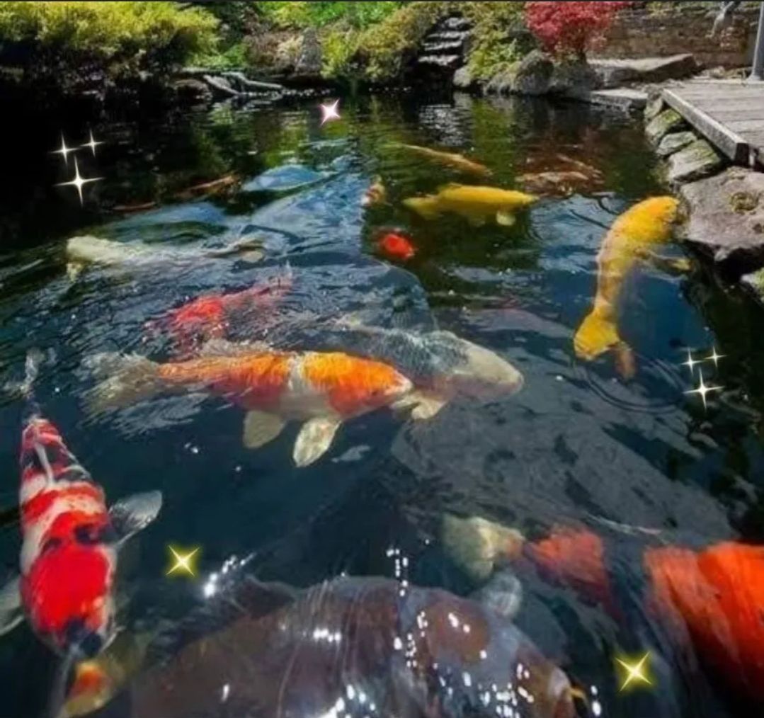 池の水が綺麗になります☆【ヴァルナ池用】有害物質を強力抑制 池の水が綺麗になります☆【ヴァルナ池用】有害物質を強力抑制
