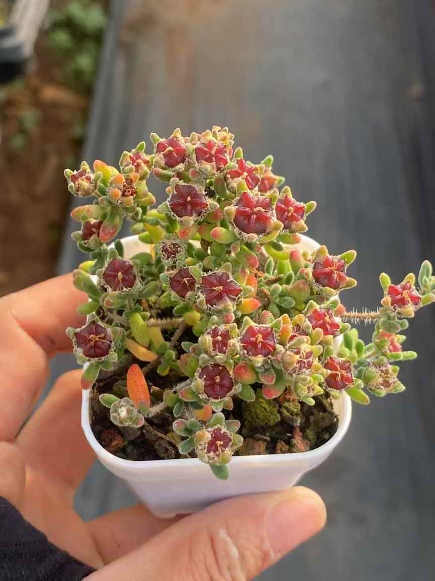 50株の抜き苗セット】ドロサンセマム・スペシオスム 多肉植物