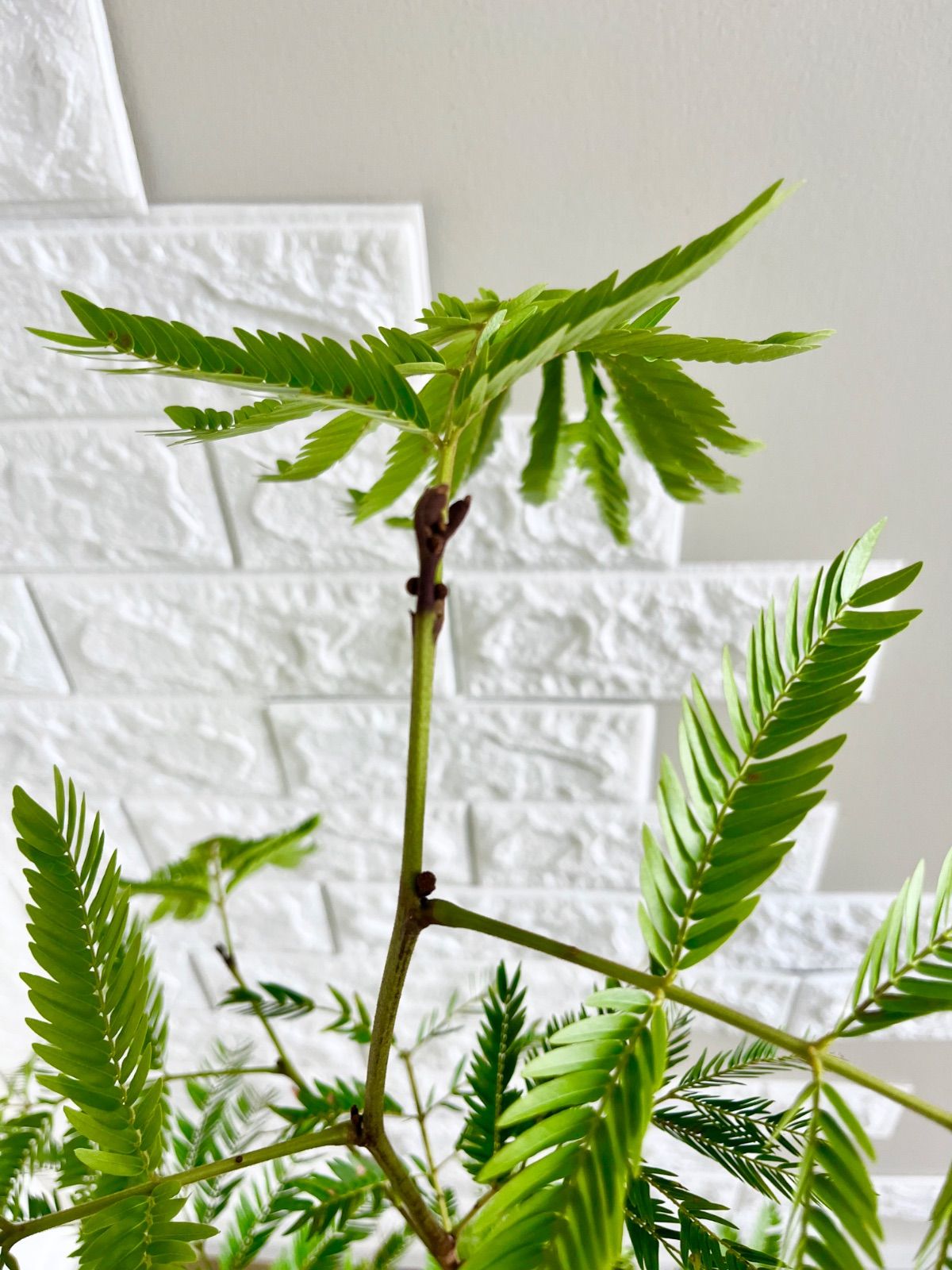 エバーフレッシュ⭐️曲がり