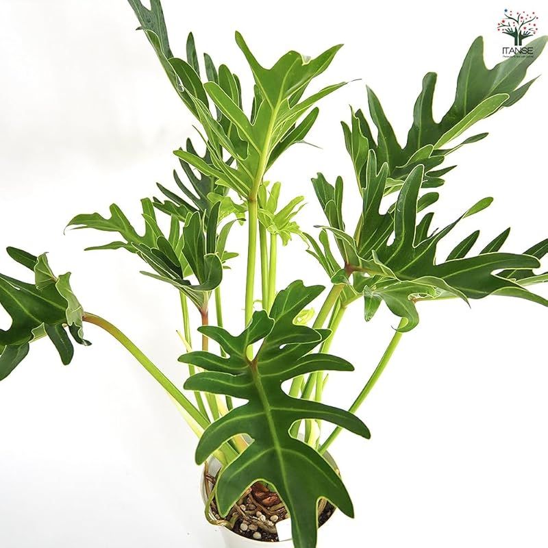 フィロデンドロン ジャイアントザナドゥ