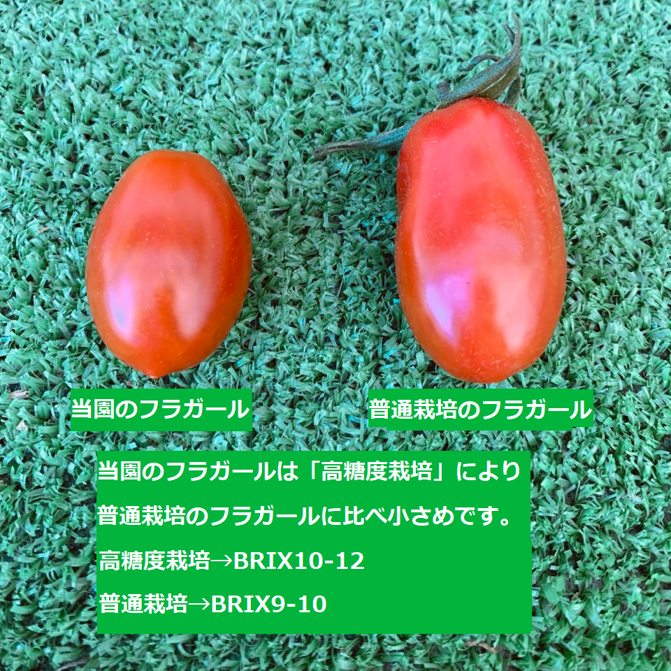 フラガール🍅ミニトマト！濃蜜クリスピー！たっぷり1.2キロ！農家👩‍🌾直送🚚！フルーツトマト！コンパクト！