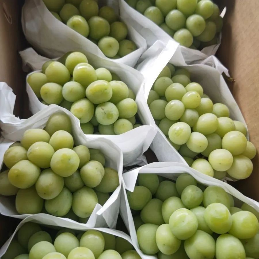 シャインマスカット約5㌔