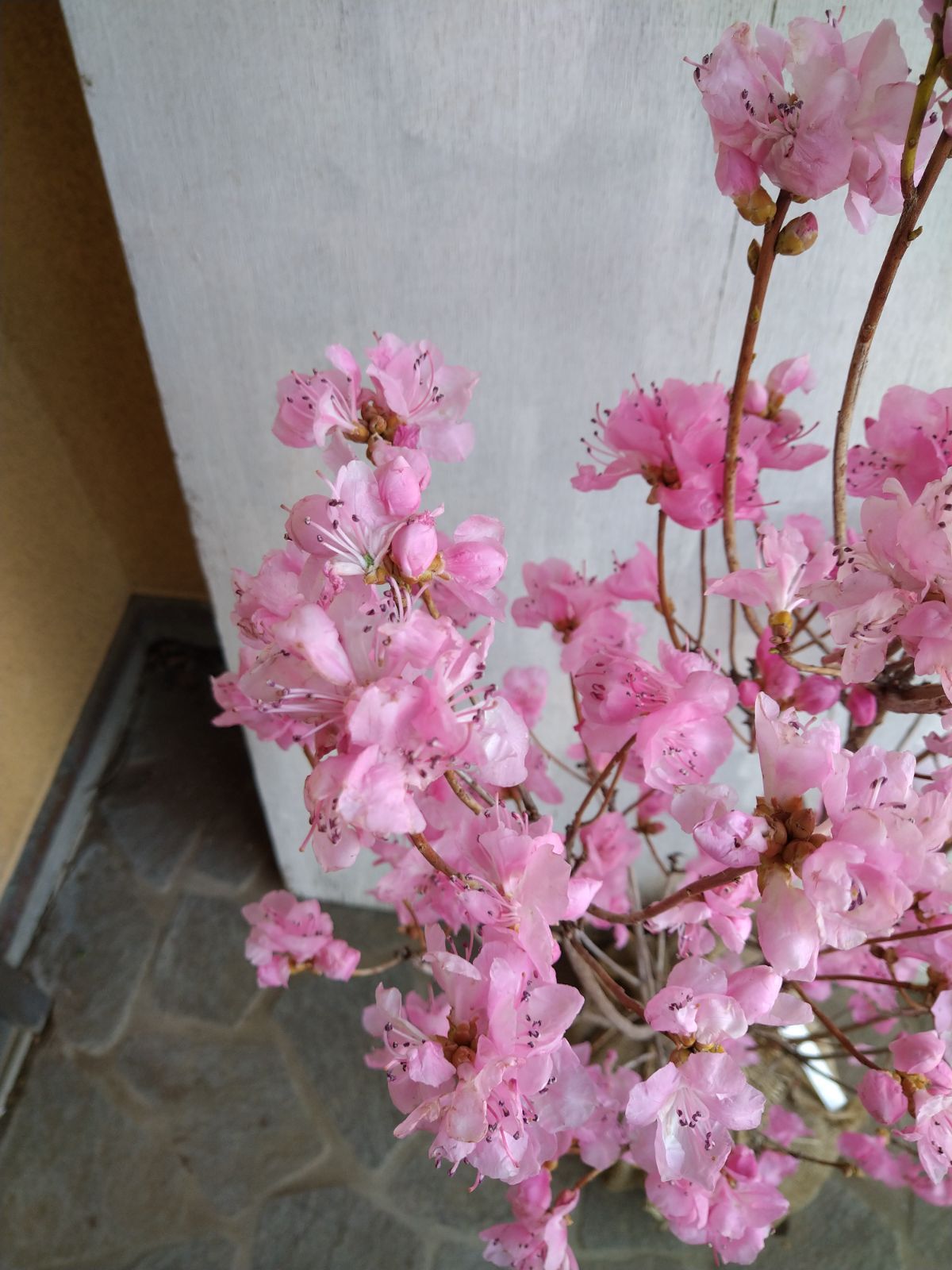 厳選桜ゲンカイツツジ株立ち