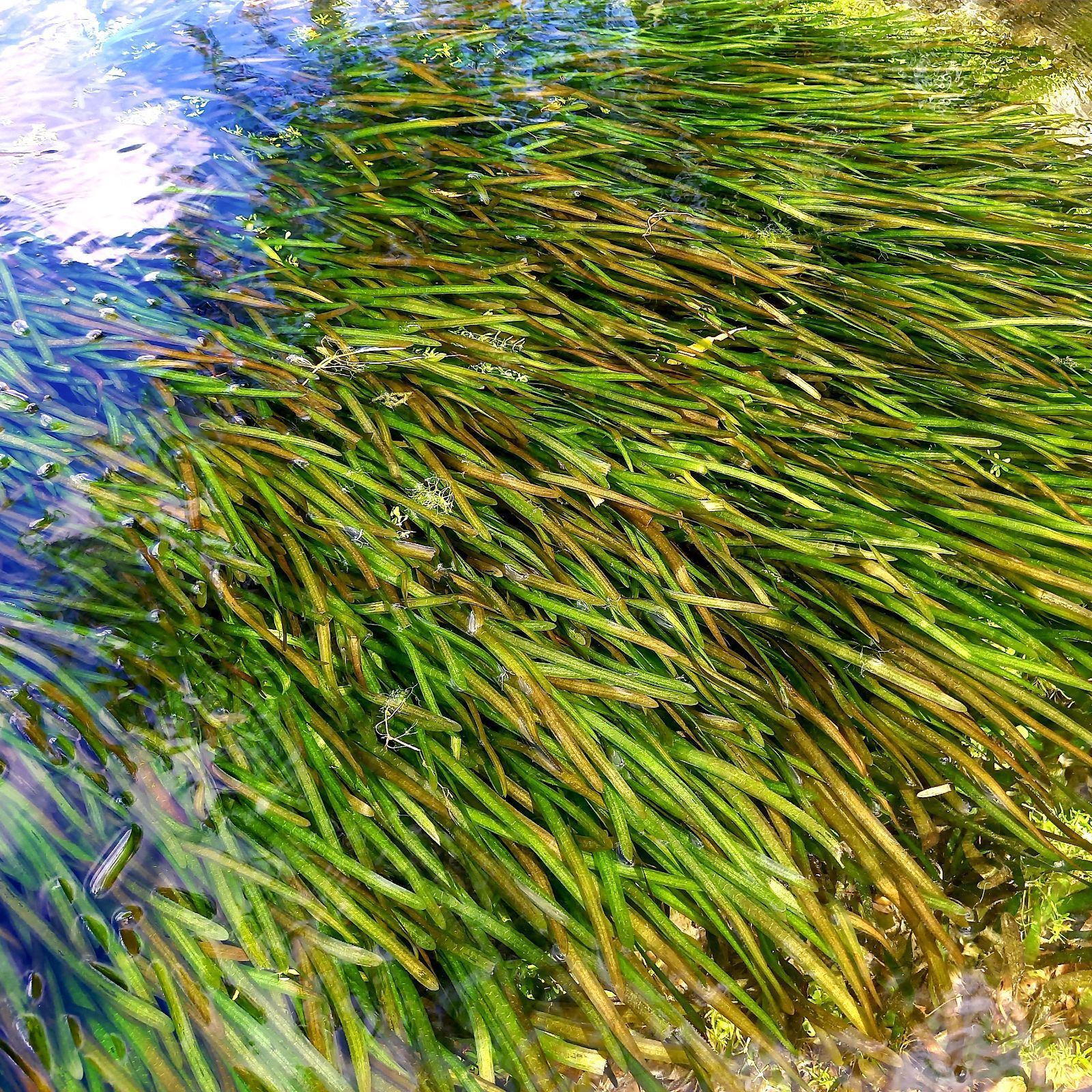 1000本以上 阿蘇の湧水で育った水草 天然アナカリス - 熱帯魚