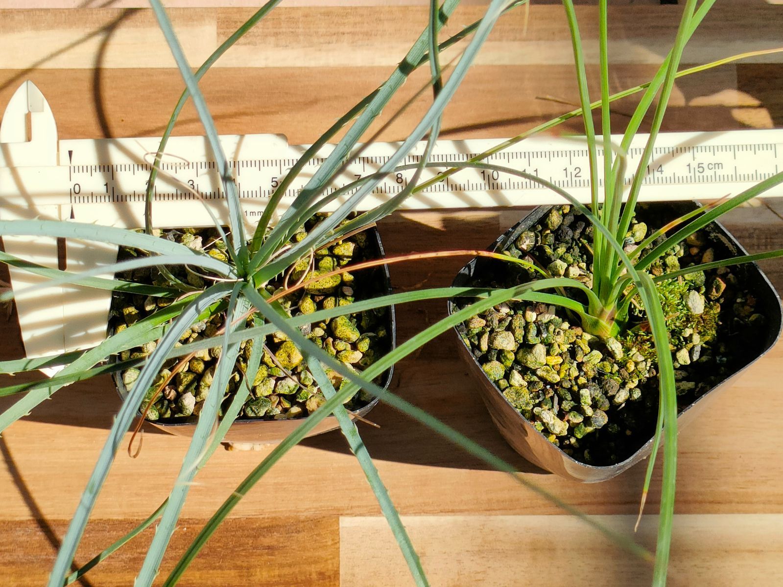 ダシリリオン セット ウィーレリ＆ロンギシマム - メルカリ