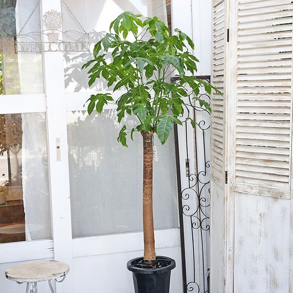 希少　美形　ボトルツリー　ブラキキトン　アケリフォリウス　7号鉢 希少 美形 ボトルツリー ブラキキトン アケリフォリウス 7号鉢