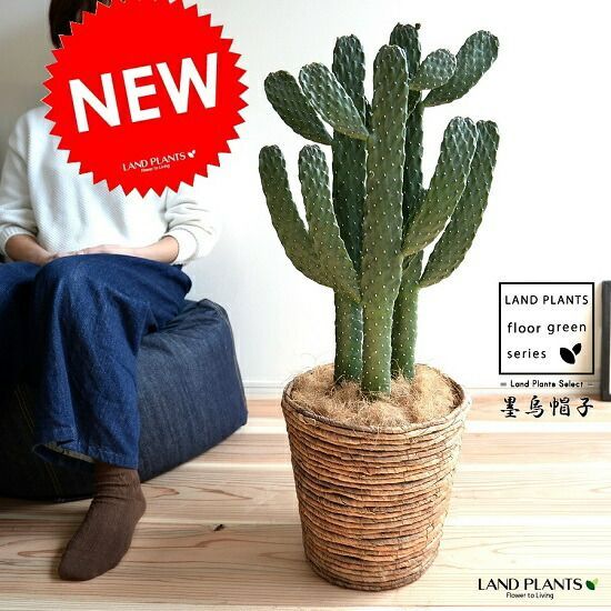 種子15粒 ユッカ ロストラータ 'ブルー シルバー'(Yucca Rostrata