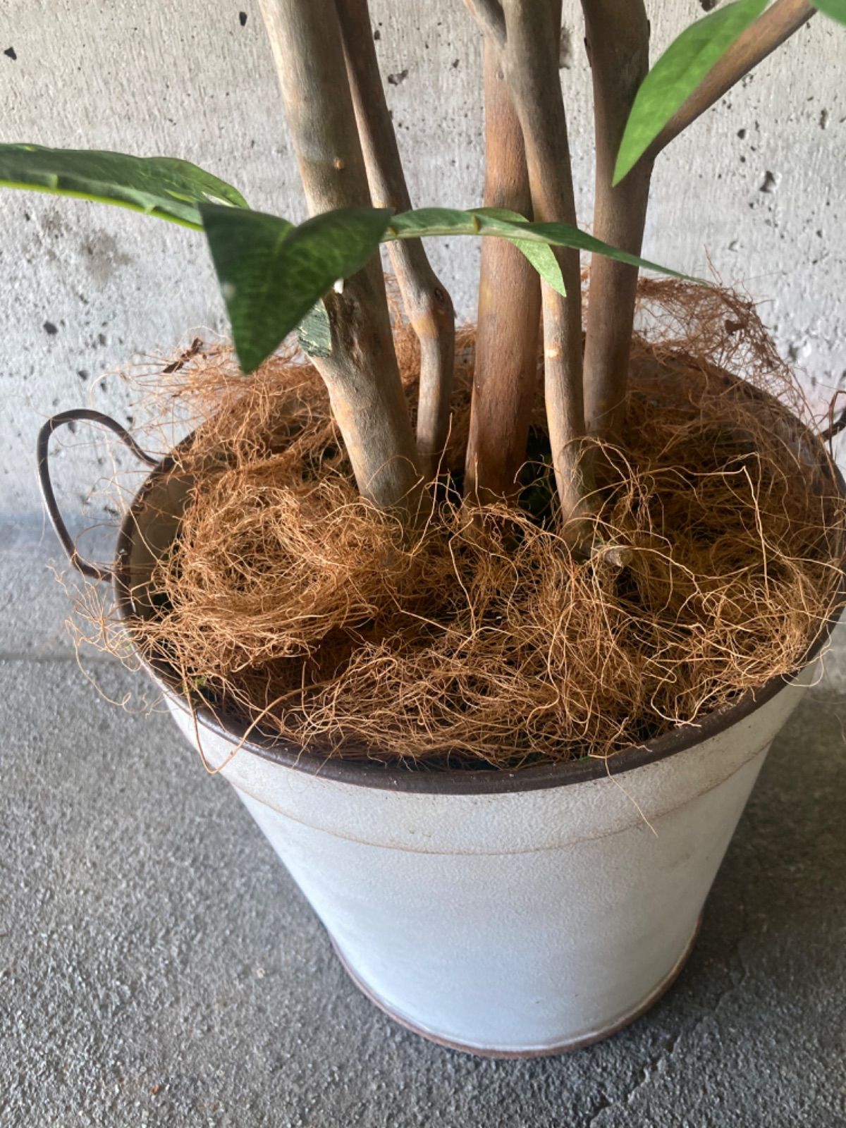 太郎 光触媒 人工観葉植物 ウォールグリーン フェイク ブリキ缶 太郎 光触媒 人工観葉植物 ウォールグリーン フェイク ブリキ缶