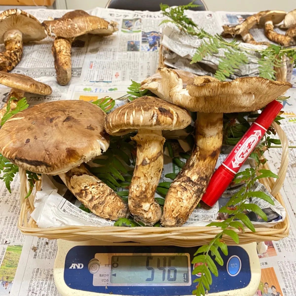 国産 朝獲れ松茸③ 3本 225g 国産松茸 松茸(3本) 国産 朝獲れ松茸③ 3本 225g 国産松茸 松茸(3本)