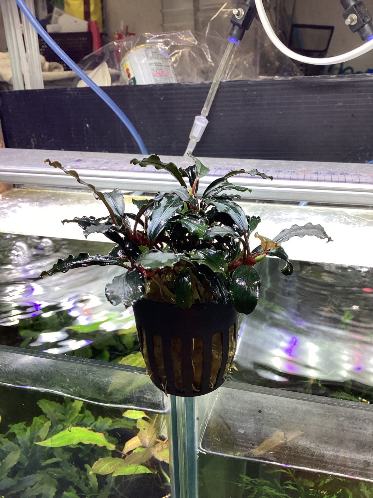 ブセファランドラ ブラウニーゴースト2011 正規株］ブセファランドラsp