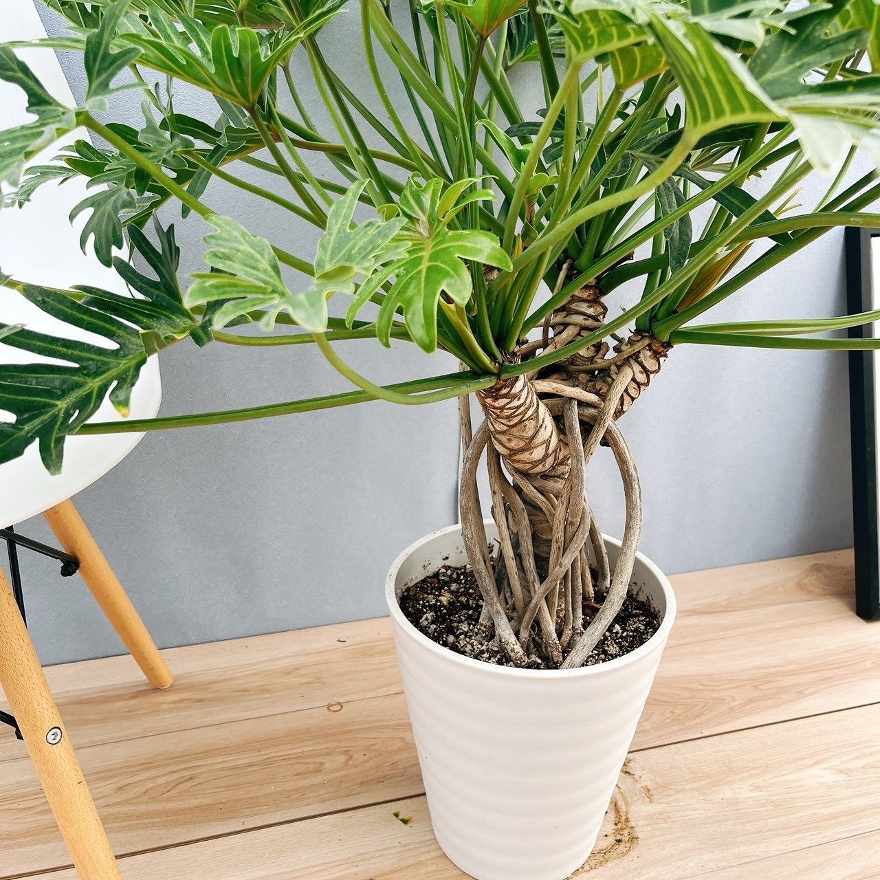 現品 フィロデンドロン ジャイアントザナドゥ 12 幹上がり プラコッタ