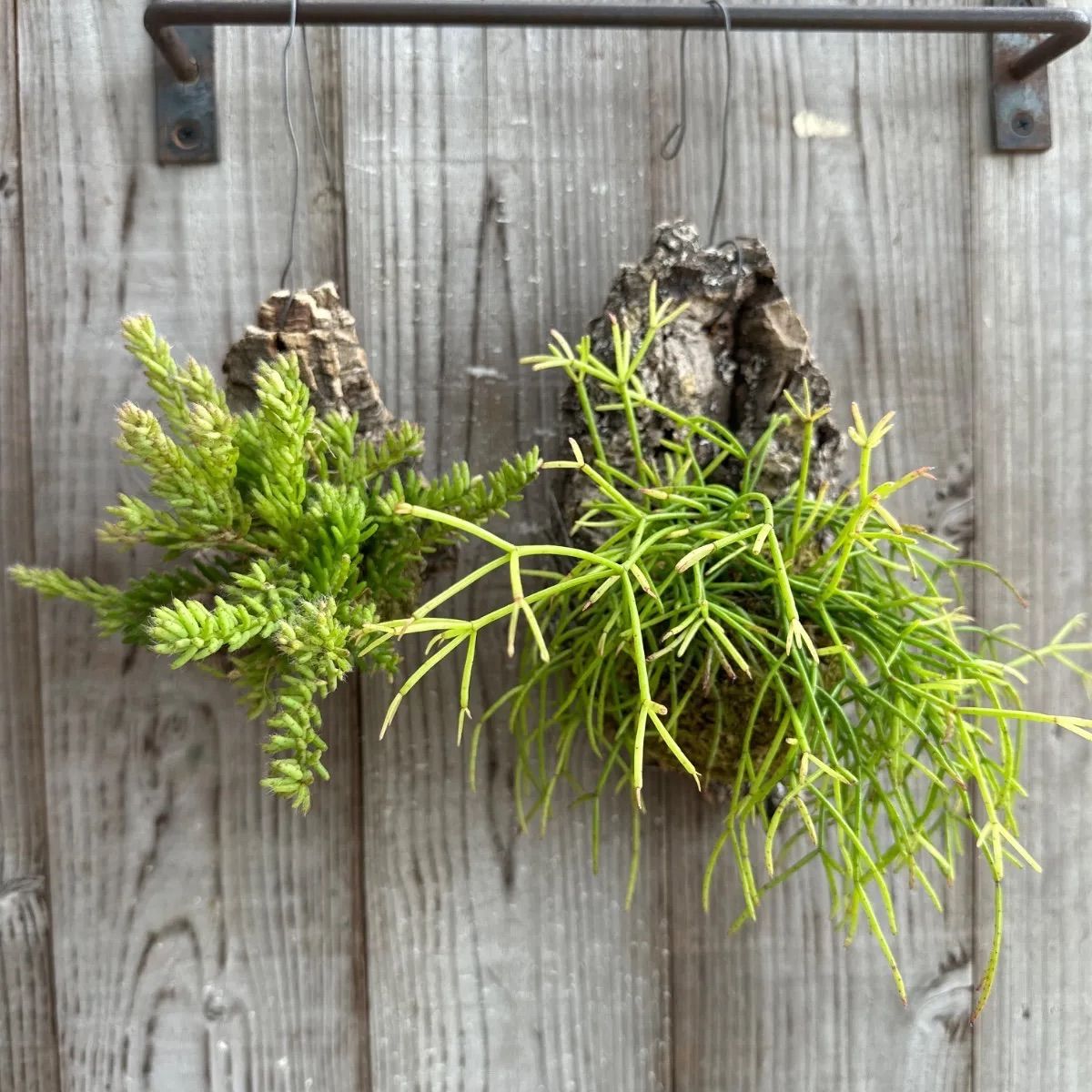 リプサリス カスッサ・メセンブリアンテモイデス 2種コルク付け