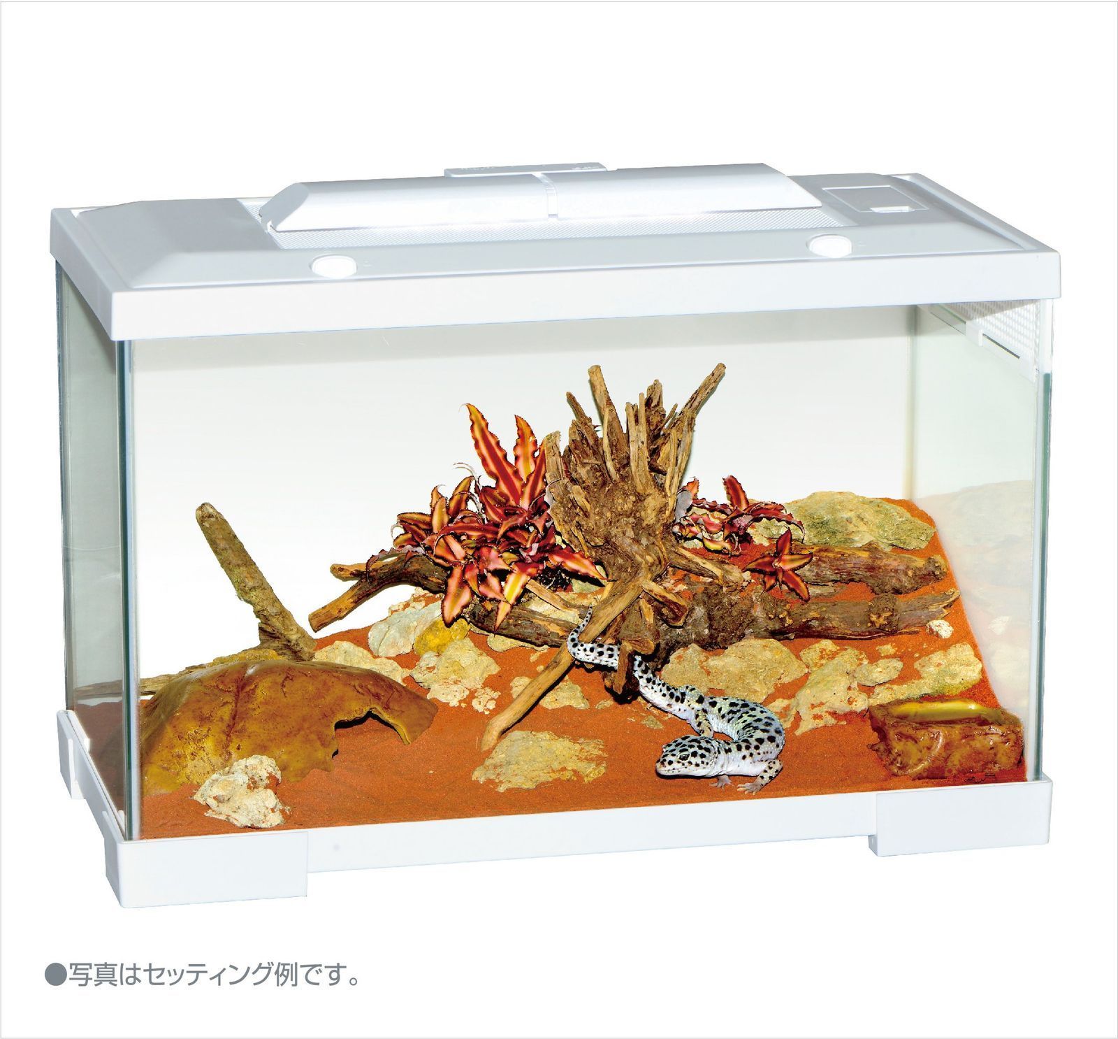 ジェックス