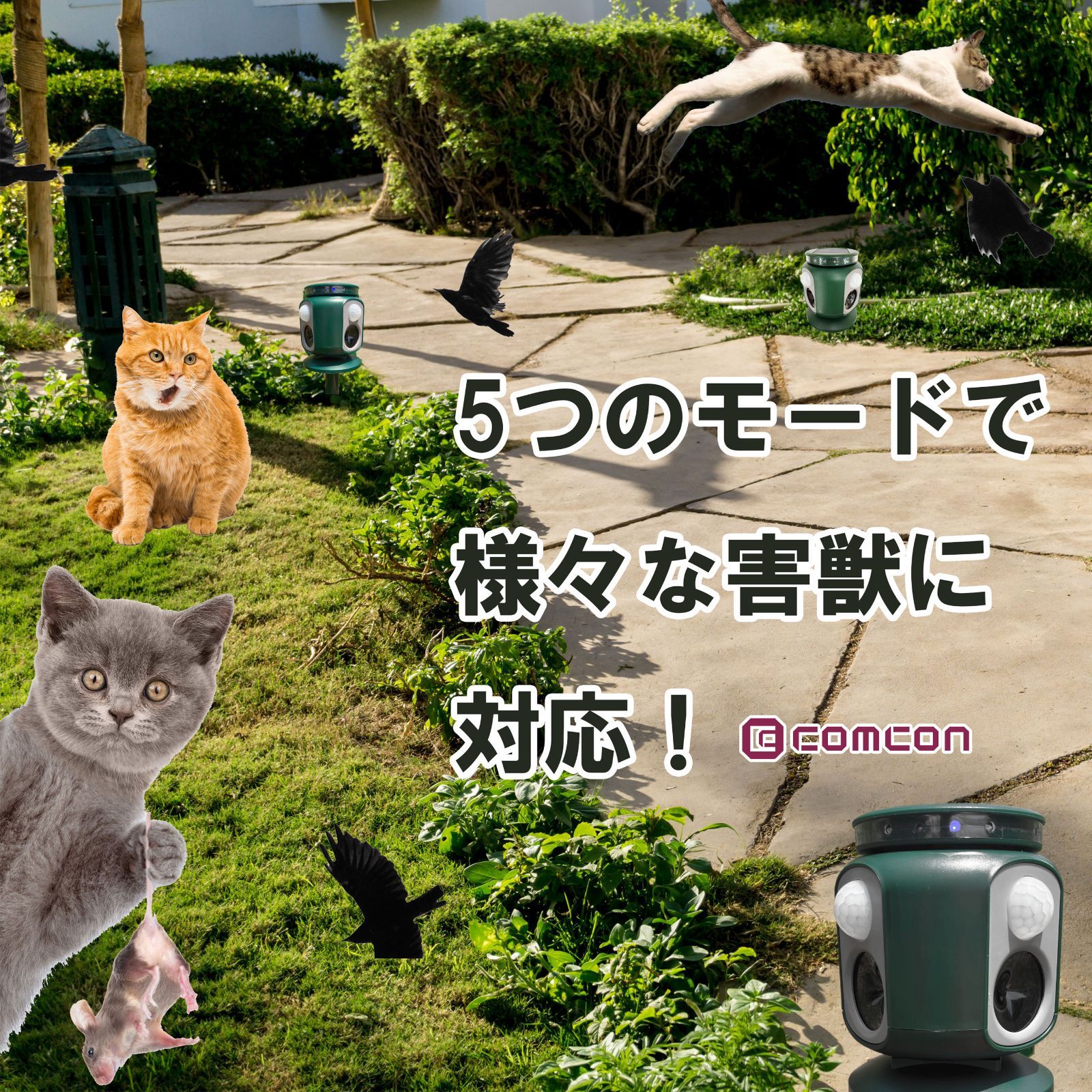 野生動物