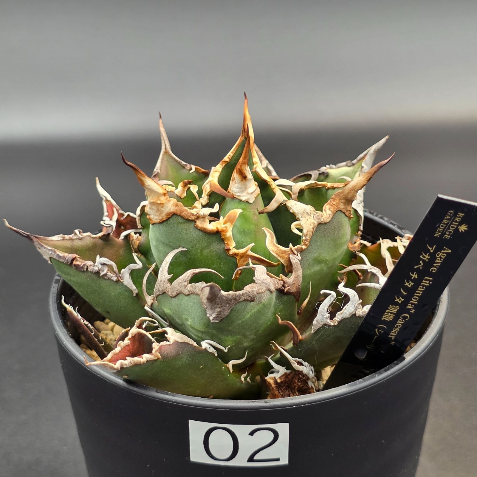 アガベ チタノタ シーザー (Agave titanota 'Caesar' / 凱撒