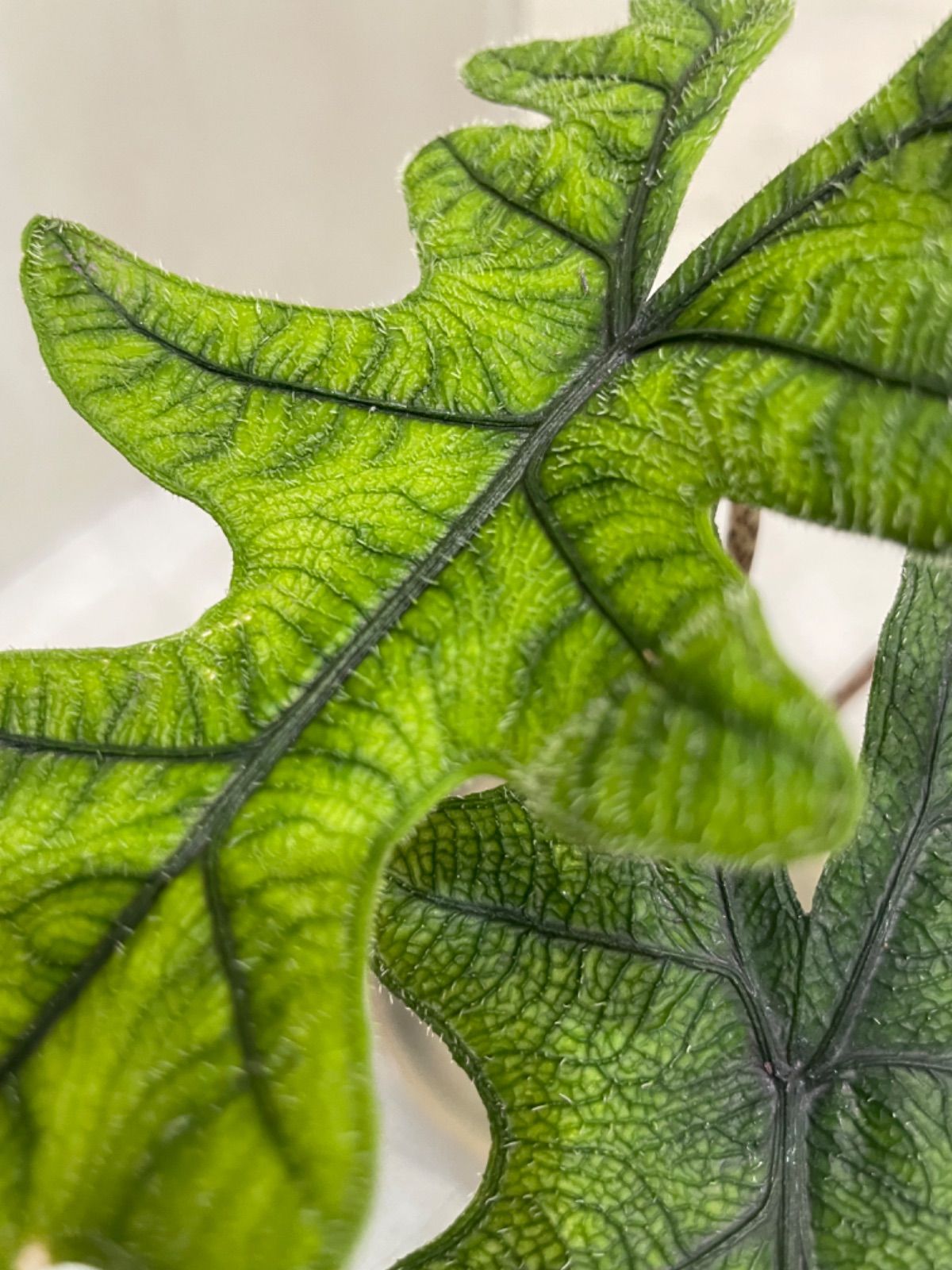 アロカシア ジャクリン 観葉植物 珍奇植物 希少 珍しい インテリア植物 - メルカリ