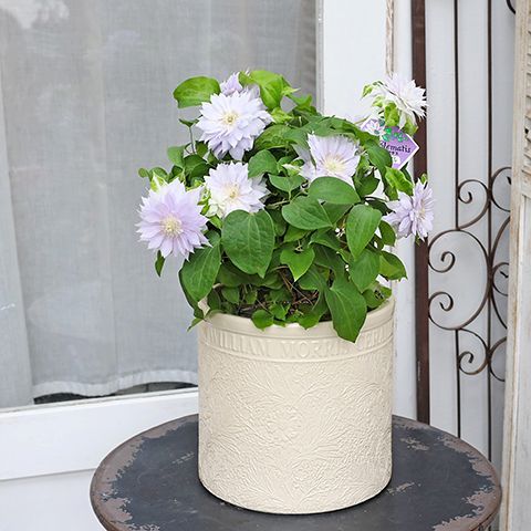 ウィリアムモリス マリーゴールド植木鉢 2個セット