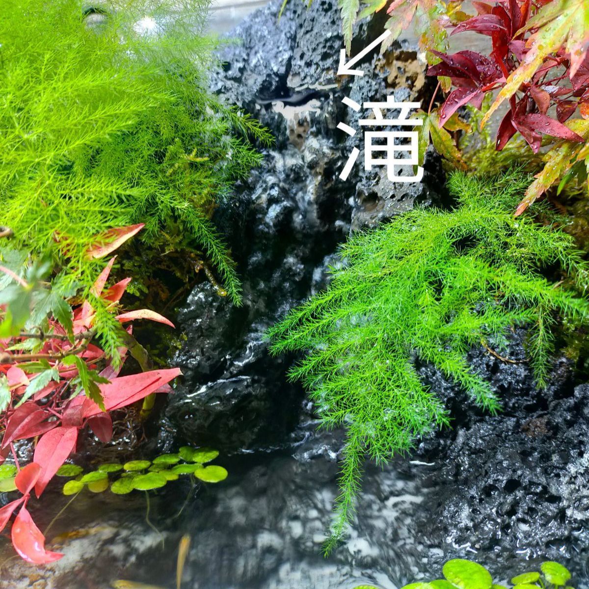 滝と霧の流れるアクアテラリウム　やすぞ〜 ミニ水槽「滝が流れ落ちるアクアテラリウム」 | minirium garden