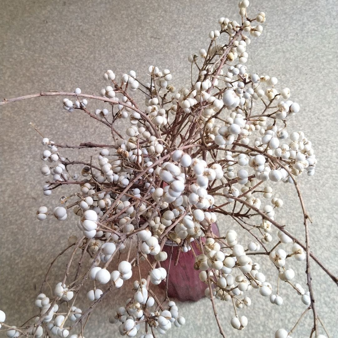 ナンキンハゼ。ナンキンハゼの実。15センチ位から45センチ位。ドライ  