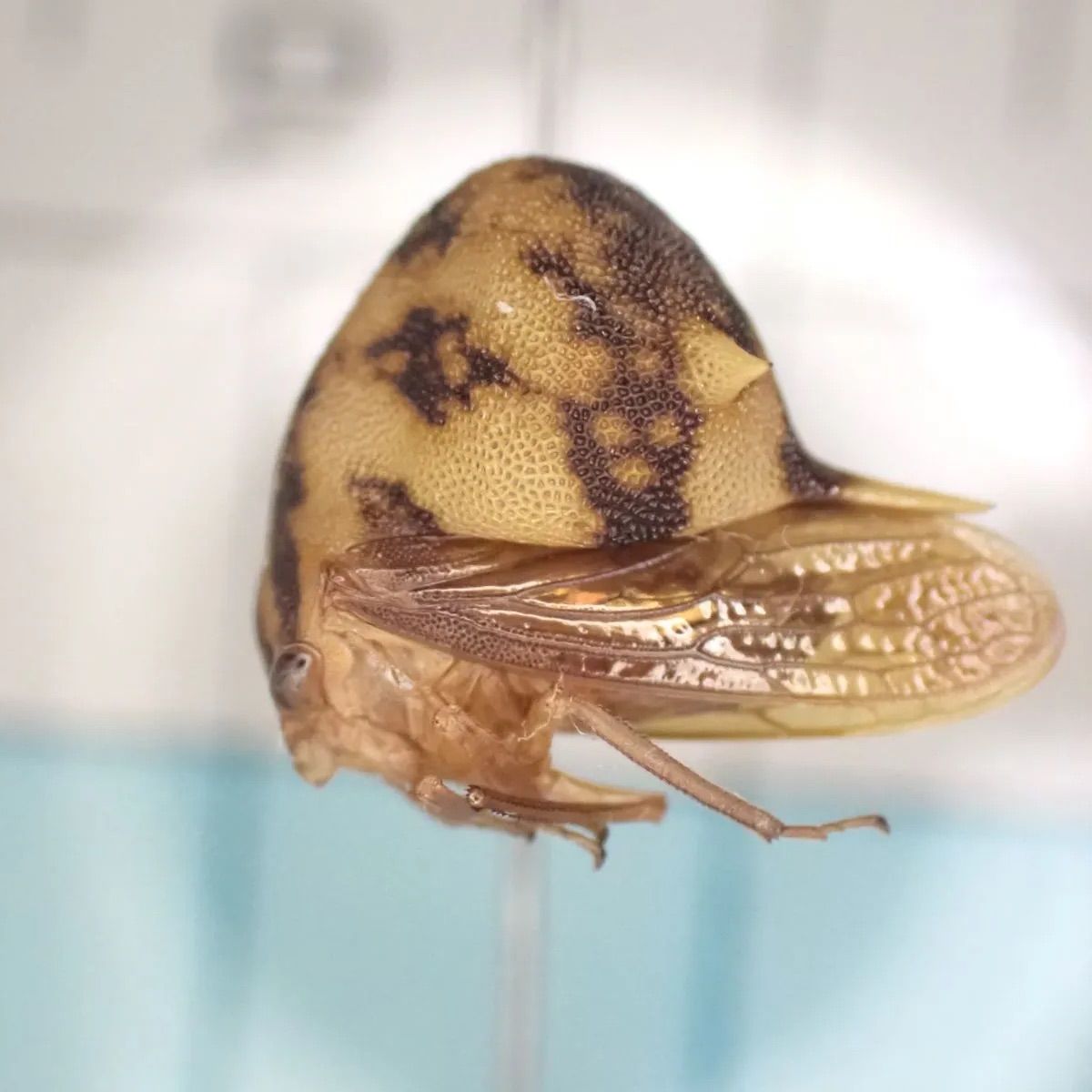 ヘルメットツノゼミ Anchistrotus sp. - メルカリ