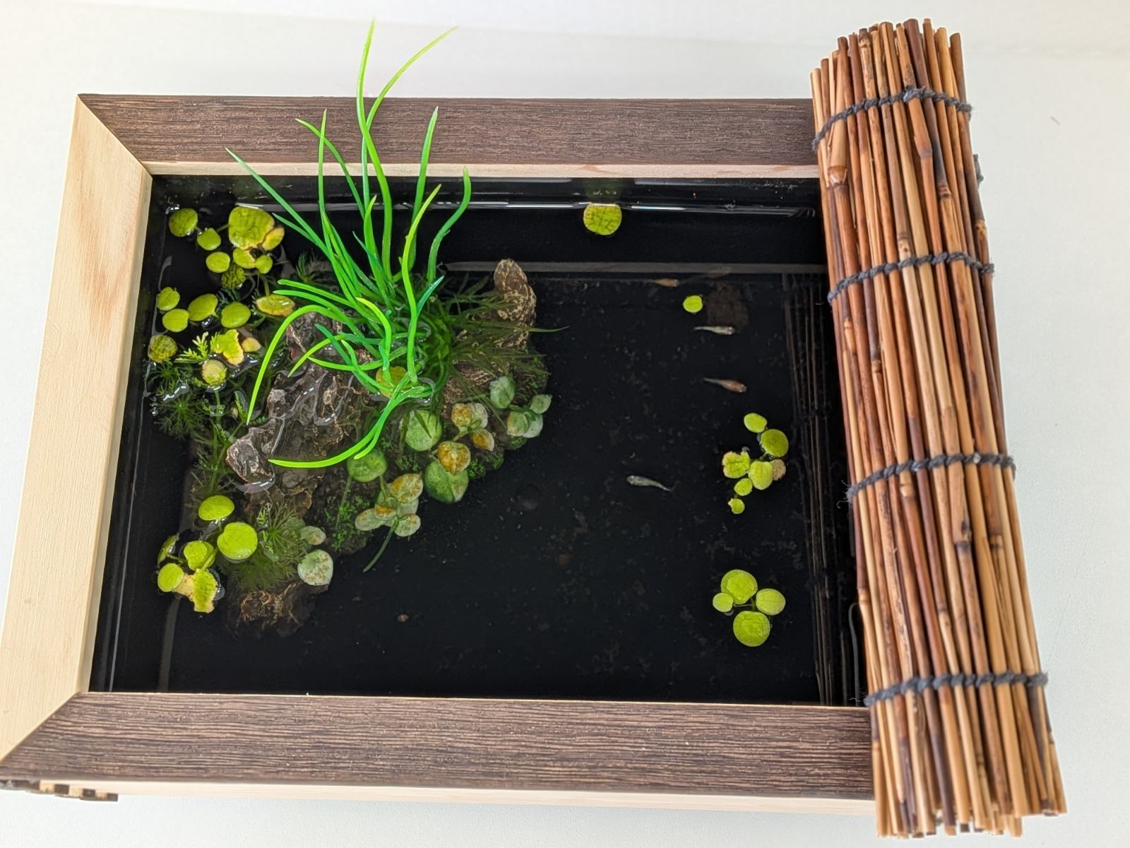 新品 ∅50 陶器 睡蓮鉢 大型 メダカ鉢 難有 手書き絵 花柄 手造りLKB2 新品 ∅50 陶器 睡蓮鉢 特大 メダカ鉢 難有 手書き絵 花柄