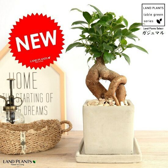ガジュマル （幹太タイプ） セメント キューブ 陶器鉢 灰色 Sサイズ