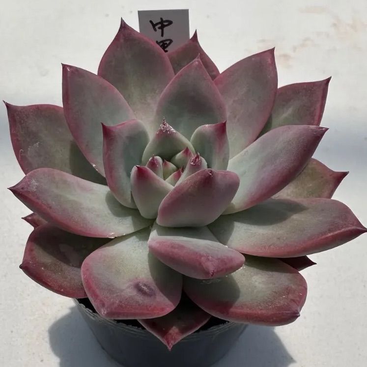 中里リンゼアナ実生 🪴 #中里リンゼアナ実生 #中里リンゼアナ 🪴 1号と