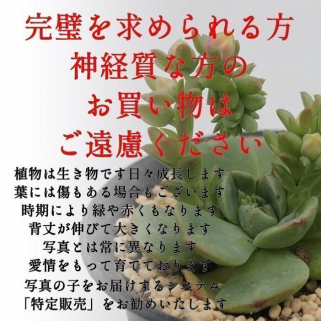 宮殿の寄せ植え ブルー yo47 たにく 多肉植物 寄せ植え 新築祝い 開店
