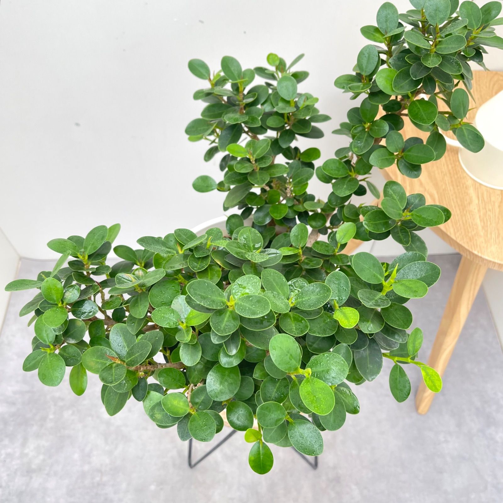 現品　ガジュマル　パンダガジュマル　コパンダガジュマル　30番　希少　観葉植物 楽天市場】カワイイ パンダガジュマル 4号 おしゃれな観葉植物