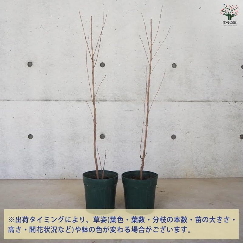 ♥ ＩＴＡＮＳＥ サルスベリ ブラックリーフダイヤモンド クリムソンレッド 6号 1個売り 品種で選べる花木苗 別名 百日紅 ヒャクジツコウ crepe myrtle クレープマートル エボニーアンドアイボリー●アメリカで生産された新しいタイ 1 STEELWINDOWSANDDOORS_COM