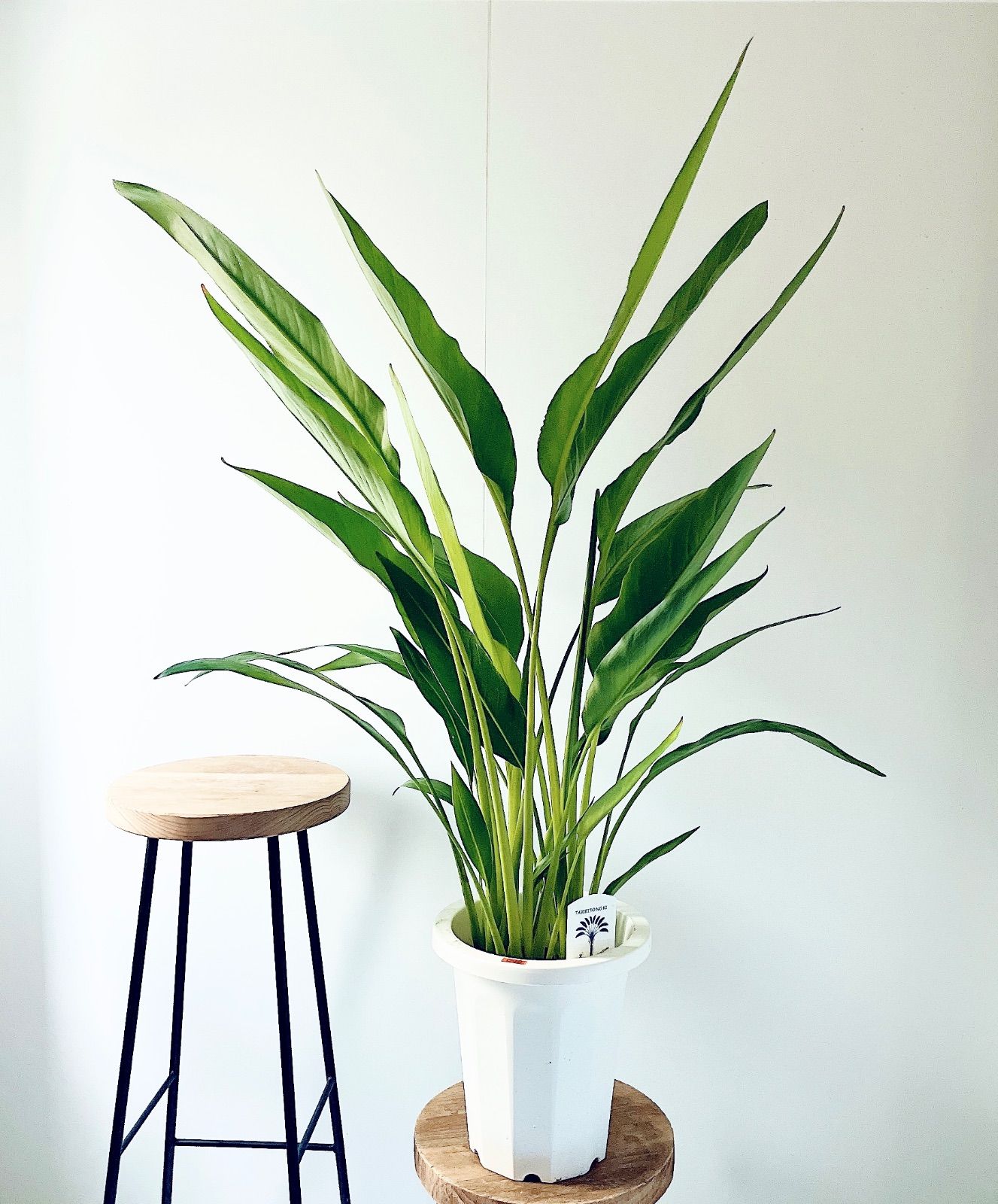 タビビトノキ 5株植え＊美葉 8号鉢 観葉植物 calm cafe