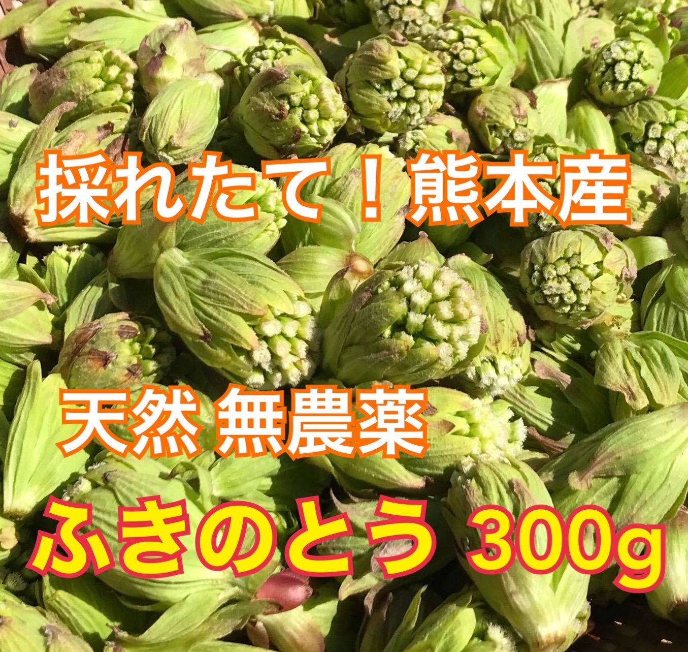 山形県産雪下天然ふきのとう300g以上（120） - 野菜