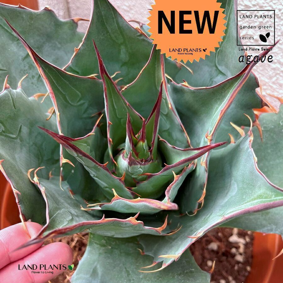 Tomate　根付　狐　仙人　僧侶　アンティーク Tomate様専用 根付 狐 仙人 僧侶 アンティーク