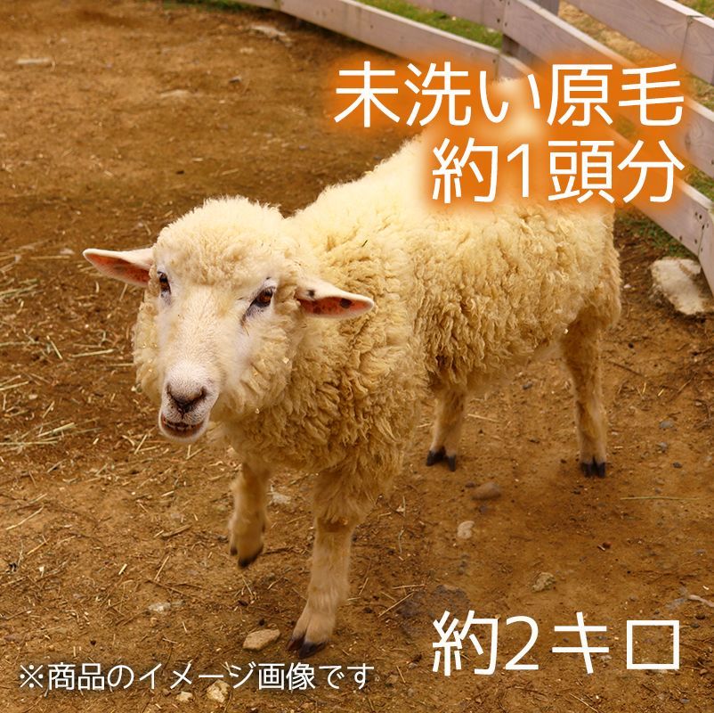 羊毛⭐︎コリデール国産⭐︎原毛⭐︎未洗い-