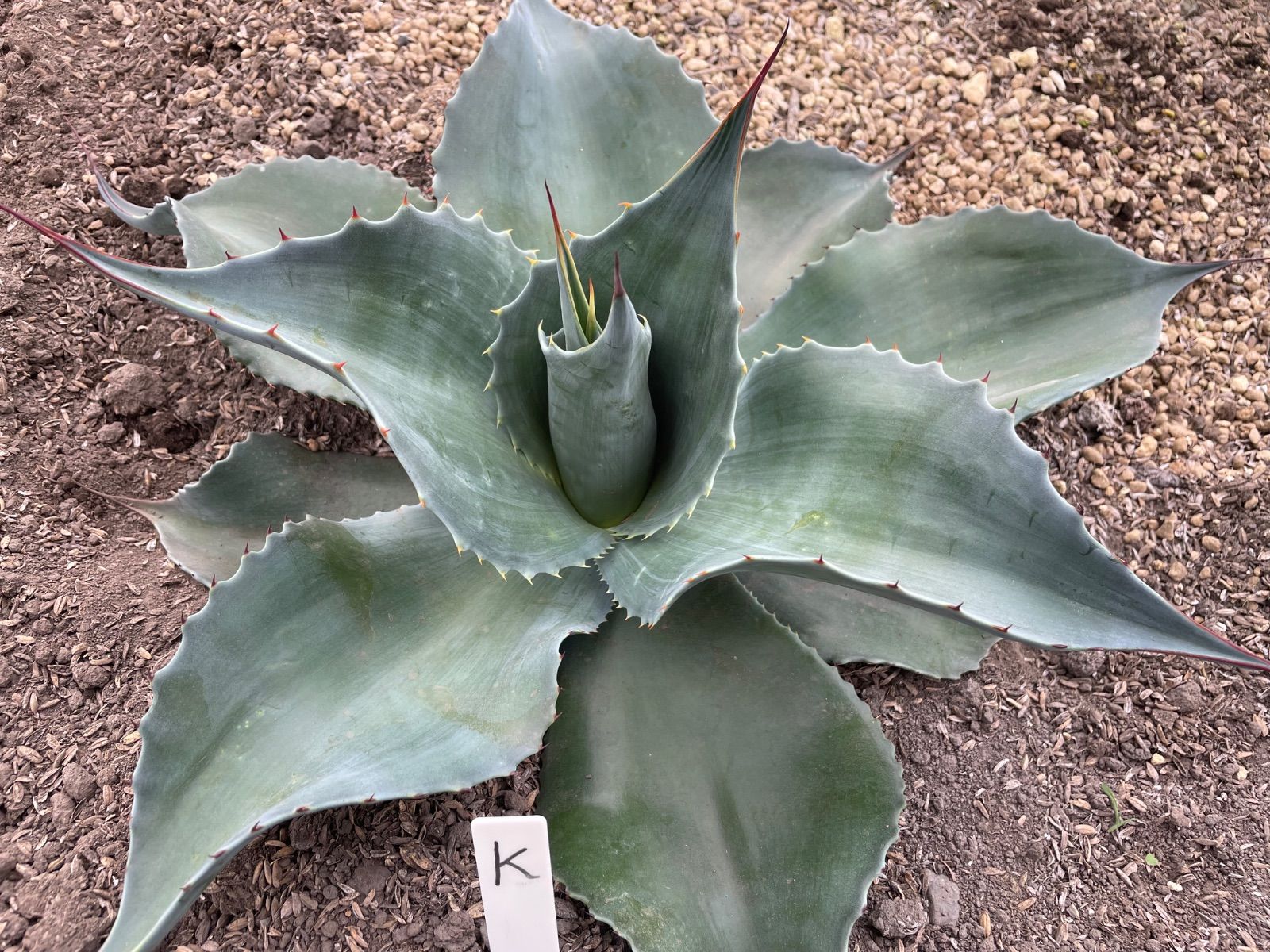 309✳陽炎✳【8.2写真更新】アガベ ユタエンシス エボリスピナ 実生