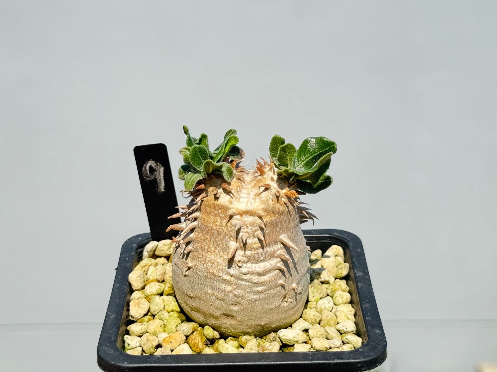 ⚠️ton様専用】パキポディウム デンシカウレ オンライン 恵比寿大黒9，A